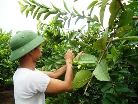 Trồng ổi theo quy trình VietGap