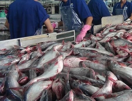 Các Thượng nghị sĩ Mỹ đề nghị bãi bỏ quy định mới về cung cấp cá da trơn