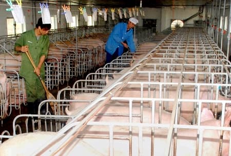 Trại chăn nuôi hỗ trợ bếp ăn "xã hội hóa"