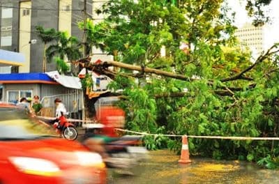 Hà Nội: Hơn 1.000 cây xanh bị gãy đổ do mưa dông