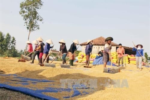 Phát triển hợp tác xã nông nghiệp kiểu mới – Khâu đột phá để tái cơ cấu nông nghiệp và nâng cao thu nhập bền vững cho người nông dân