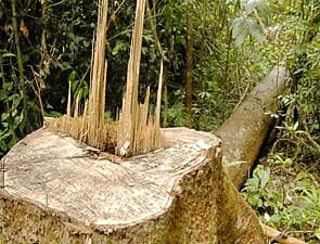 Khởi tố vụ phá rừng lớn nhất tại Đắk Nông