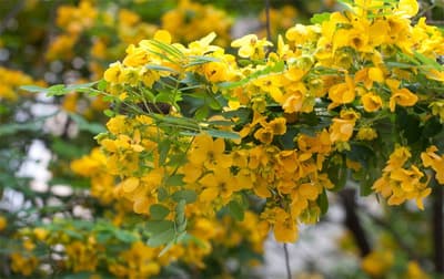 Hoa điệp vàng
