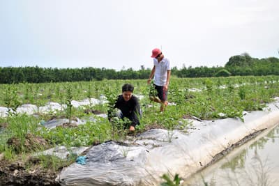 Nông dân bỏ lúa chạy theo... cam sành