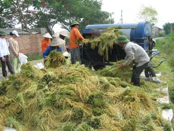 Sản lượng lúa miền Bắc năm 2012 đạt 13,8 triệu tấn