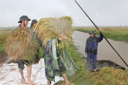 “Chạy đua” gặt lúa giúp dân