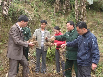 Cây giảm nghèo của người Bản Máy