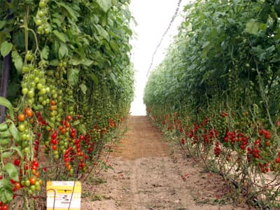 Israel đẩy mạnh hợp tác, đầu tư vào phía Nam Việt Nam