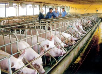 Mang tinh hoa Pháp đến với ngành chăn nuôi Việt Nam