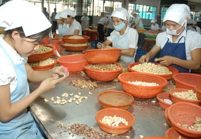Xuất khẩu nông sản - Giảm đầu mối, tăng chất lượng