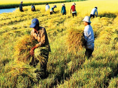 Thất thoát trong khâu thu hoạch và sau thu hoạch lúa ở mức cao