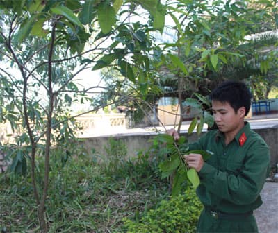 Trà vối, thức uống của bộ đội Phòng không 573 (Quân khu 5)