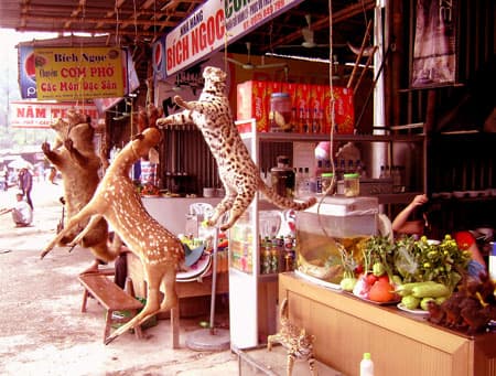 Đến chùa Hương mà thương thú rừng !