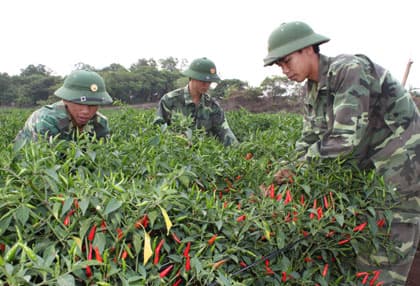 Công tác hậu cần tăng gia ở Tiểu đoàn bộ binh 303 (Đăk Lăk)