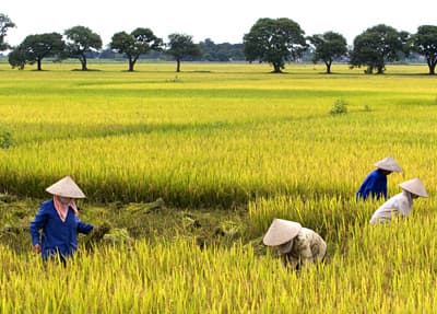 Gặt thuê ngày mùa