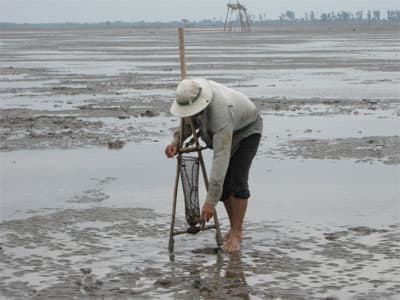 Nông dân cần theo dõi sát tình hình nghêu nuôi