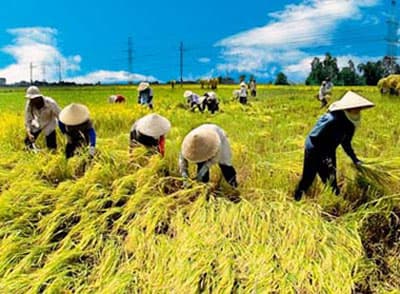 Đảm bảo vấn đề an ninh lương thực tại Việt Nam