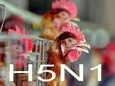 Xuất hiện ổ dịch cúm gia cầm H5N1 ở Thái Nguyên