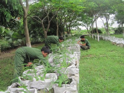 Trồng gừng trong… bao