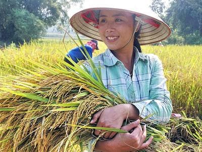 Nơi có thế mạnh đặc biệt trong lĩnh vực sản xuất lúa gạo