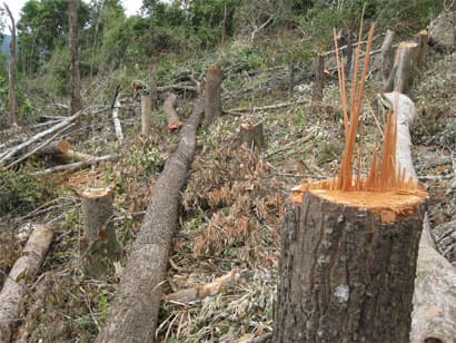 Hơn 129.600ha rừng trên địa bàn Tây Nguyên bị chặt phá