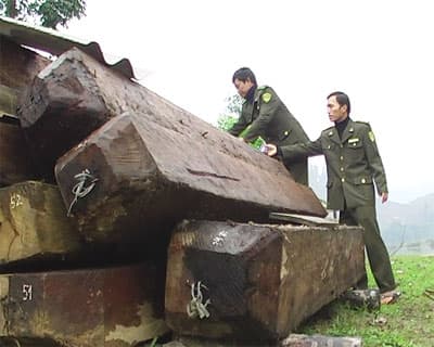 Thu giữ tang vật khai thác gỗ trái phép