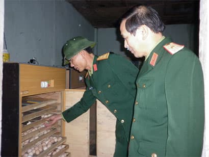 “Hai lúa” thời @