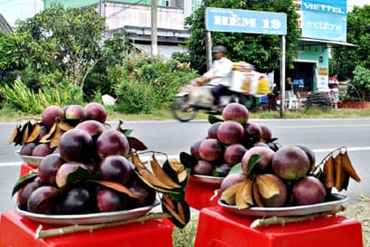 Sóc Trăng: Đại Tâm vào mùa vú sữa