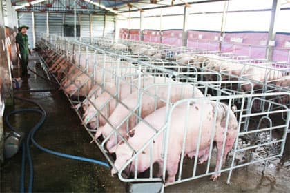 Cán, binh cùng chăm lo đón Tết
