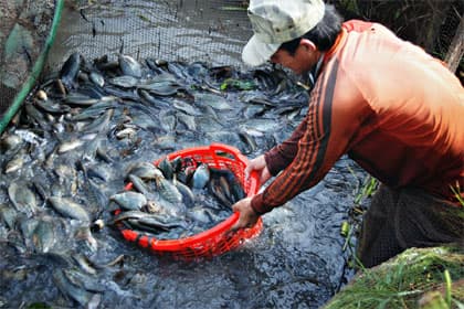 Cà Mau: Cá đồng trúng mùa, được giá