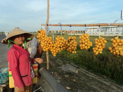 Thanh trà Bình Minh vào mùa thu hoạch