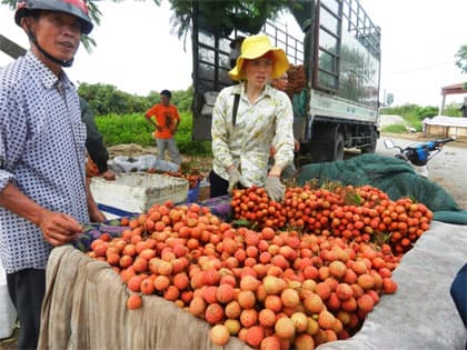 Niềm vui của người trồng vải ở Thanh Hà