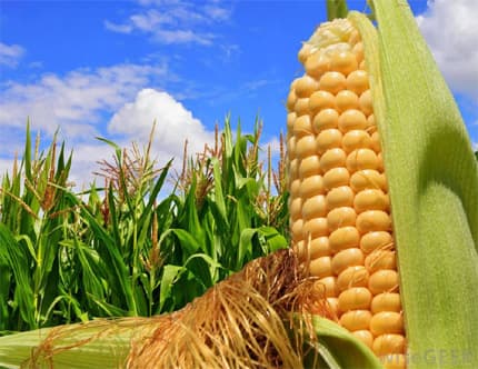 Nông dân Việt Nam trước cơ hội ứng dụng cây trồng biến đổi gen