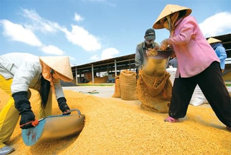 Khẩn trương thực hiện tạm trữ thóc, gạo vụ Đông Xuân