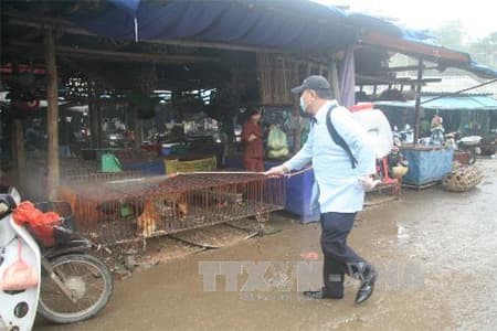 Dịch cúm gia cầm H5N1 từng bước được khống chế