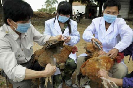 Thái Bình: Diễn tập phòng chống cúm A/H5N1 và H7N9