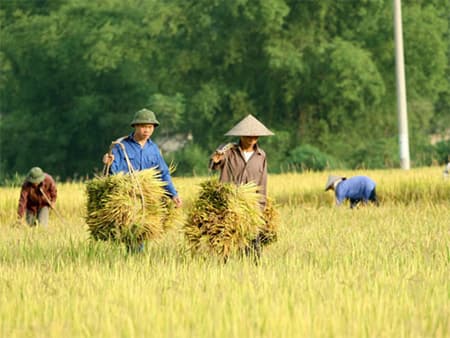 Oxfam kêu gọi phát triển nông nghiệp bền vững