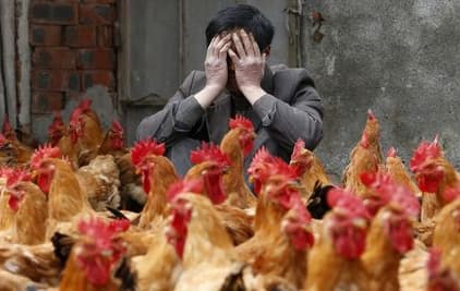 Virus H7N9 biến đổi gien có thể phát triển thành đại dịch ở người