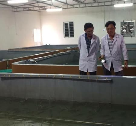 Cơ sở đầu tiên sản xuất thành công giống tôm thẻ chân trắng tại Nghệ An