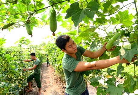 "Trồng rau trên đá, nuôi cá trên đồi"