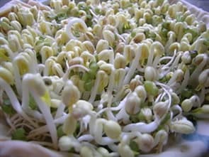 Phát hiện hai cơ sở dùng hóa chất sản xuất giá đỗ