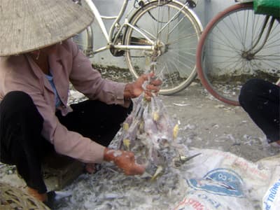 Hà Nam: Chim trời đang bị tận diệt