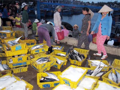 Quảng Ngãi: Ngư dân trúng đậm cá thu và cá ngừ