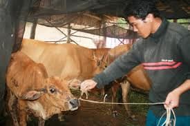Hơn 215 con bò ở Trà Vinh mắc bệnh