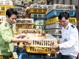 100% gà thải loại nhập lậu qua biên giới nhiễm tồn dư kháng sinh