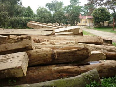 Khởi tố vụ án phá rừng ở Hà Tĩnh