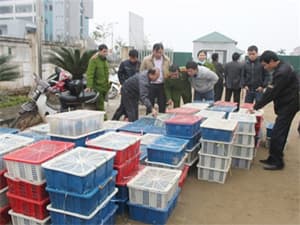 Bắt vụ vận chuyển hàng trăm ki-lô-gam động vật hoang dã