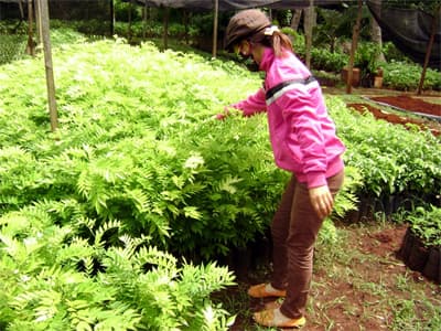 Ươm giấc mộng “sưa”