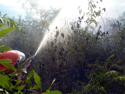 Khánh Hòa: Cháy hơn 10ha rừng