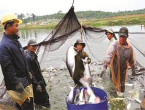Người nuôi cá tra thoi thóp chờ tiền
